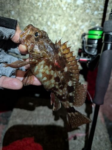 東京湾（アクアライン〜富津）