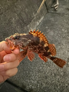 カサゴの釣果