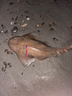 カスザメの釣果