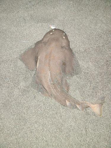 カスザメの釣果