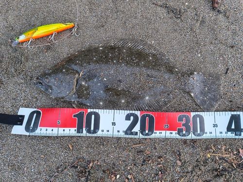 ヒラメの釣果