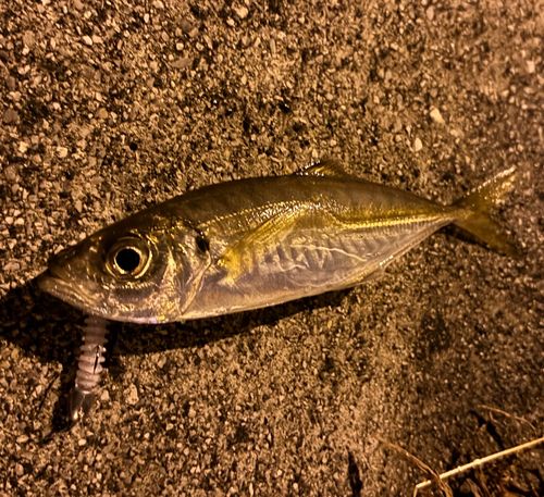 周防大島（屋代島）