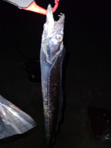 タチウオの釣果