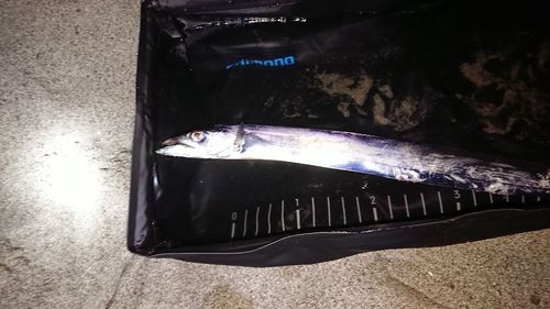 タチウオの釣果