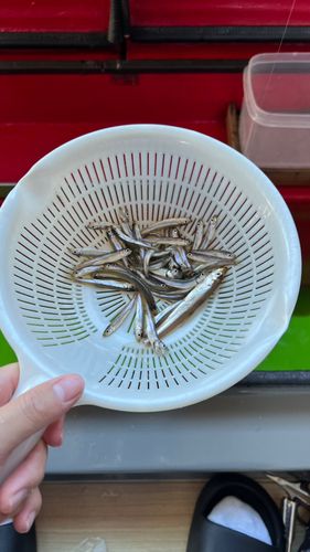 ワカサギの釣果