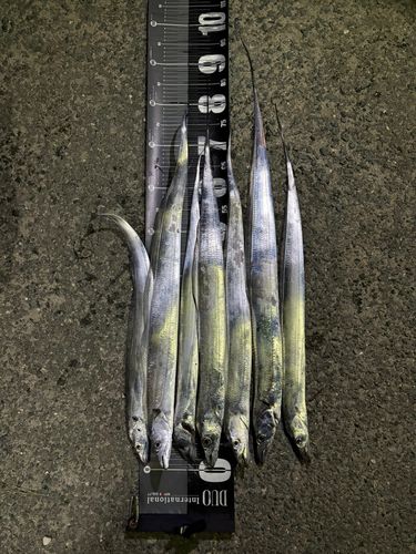 タチウオの釣果