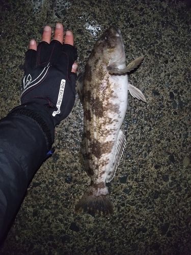 アイナメの釣果