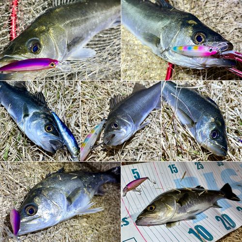 セイゴ（マルスズキ）の釣果