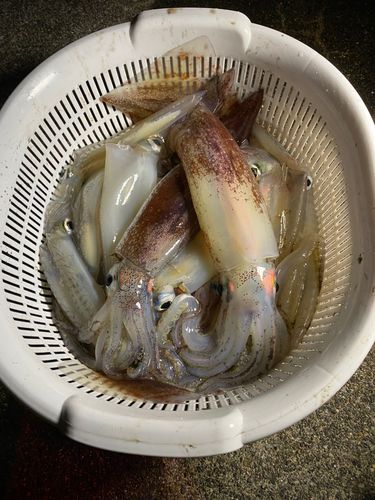 ヤリイカの釣果