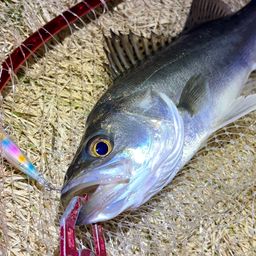 フッコ（マルスズキ）