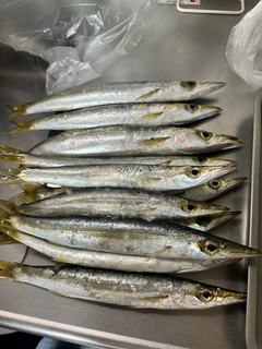 カマスの釣果