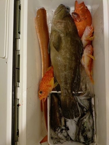 アカヤガラの釣果