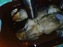 カミナリイカの釣果