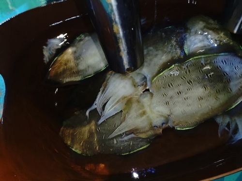 カミナリイカの釣果