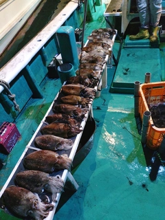 カミナリイカの釣果