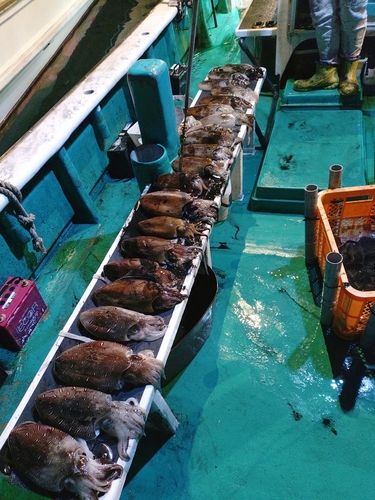 カミナリイカの釣果