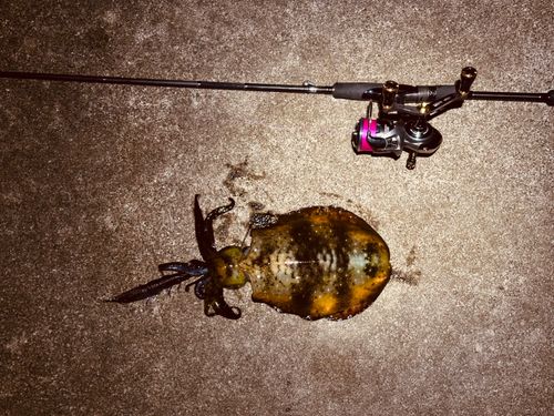 アオリイカの釣果