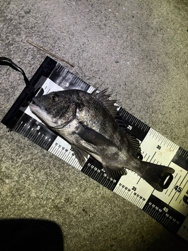 クロダイの釣果