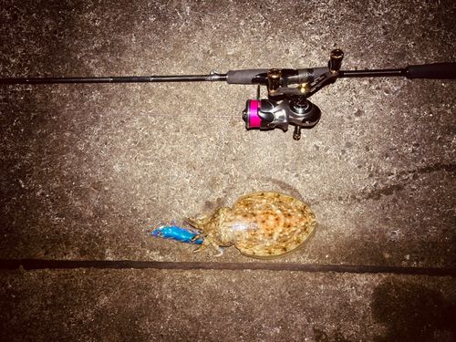 コウイカの釣果