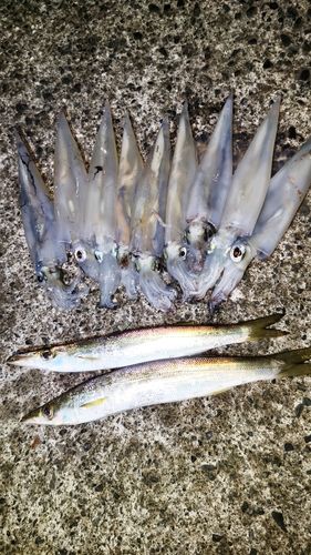 ヤリイカの釣果