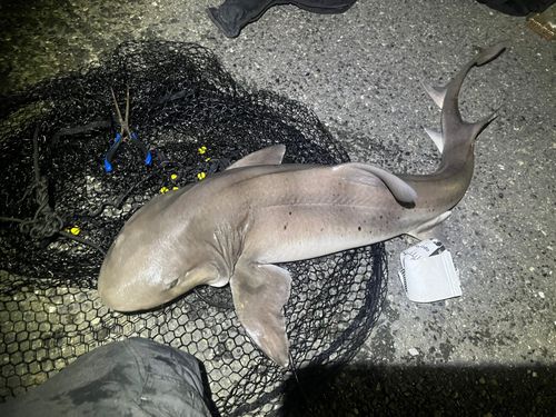 ドチザメの釣果