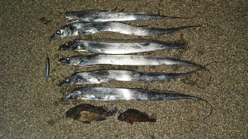 タチウオの釣果