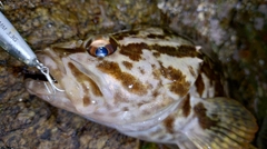 タケノコメバルの釣果