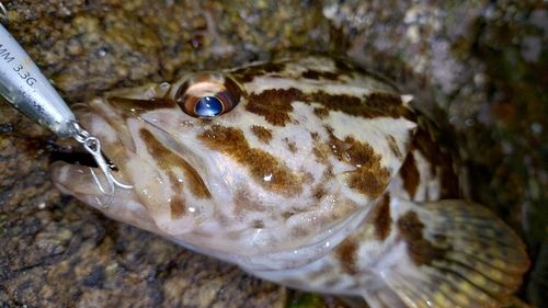 タケノコメバルの釣果