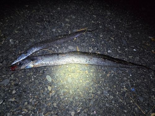 タチウオの釣果