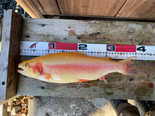 アルビノニジマスの釣果