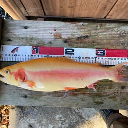 アルビノニジマス