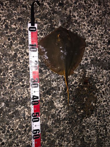 アカエイの釣果