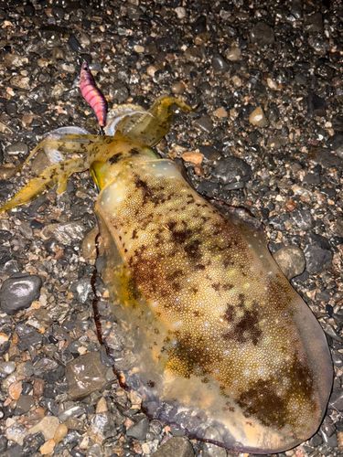 アオリイカの釣果