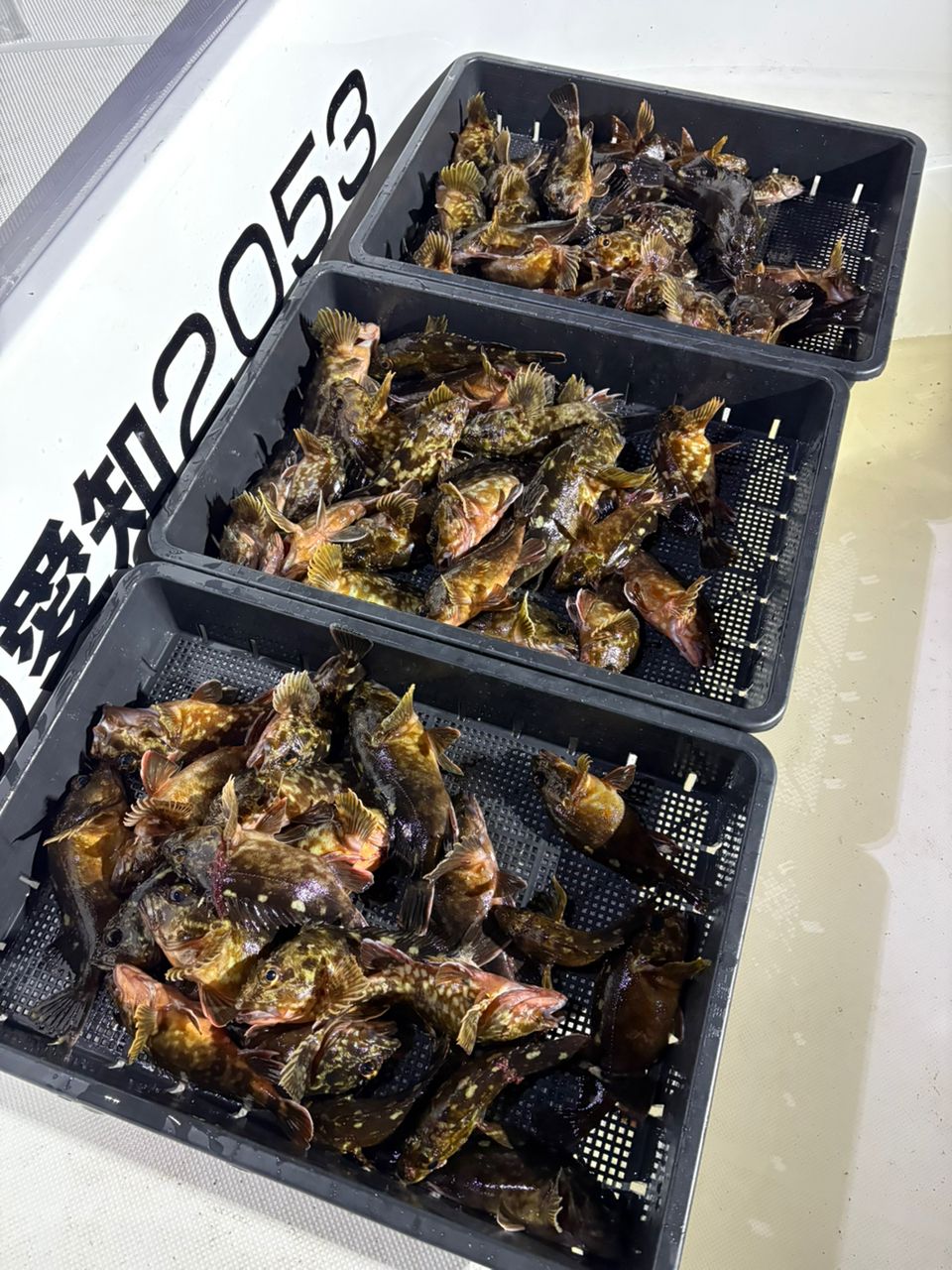 のぶまるさんの釣果 1枚目の画像