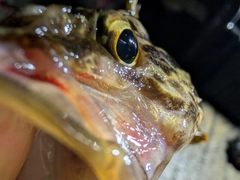 タケノコメバルの釣果