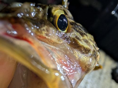 タケノコメバルの釣果
