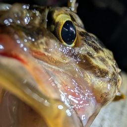 タケノコメバル