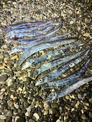 タチウオの釣果