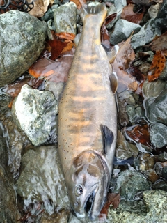 レインボートラウトの釣果