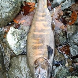 レインボートラウト