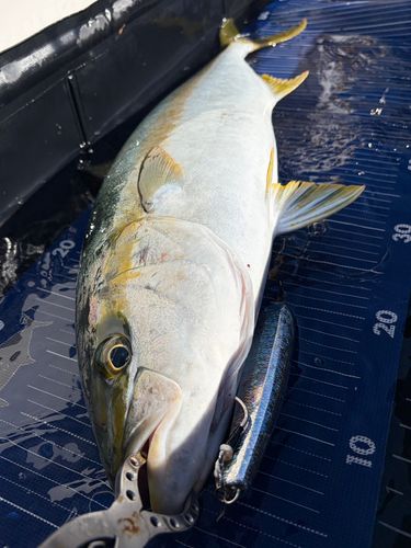 ヒラマサの釣果