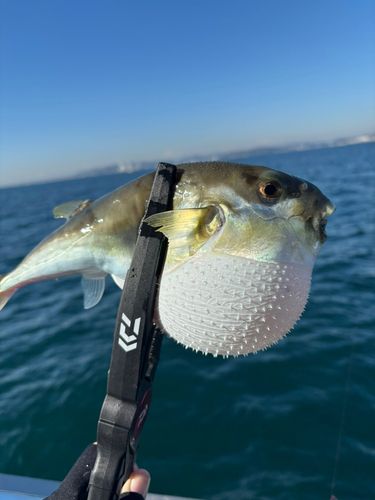フグの釣果