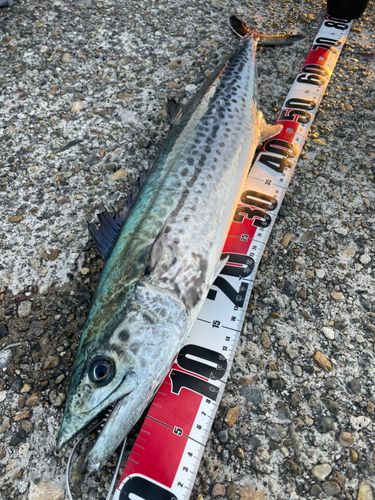 サワラの釣果