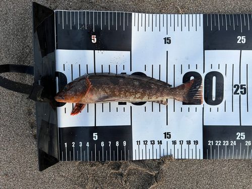 アイナメの釣果