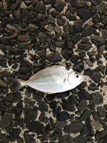 ヒイラギの釣果