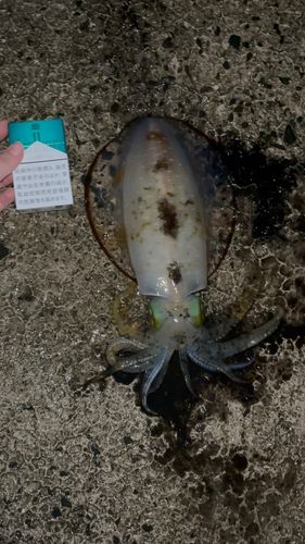 アオリイカの釣果