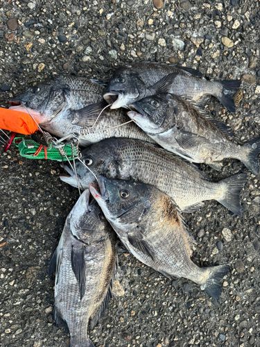 クロダイの釣果