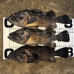 クロソイの釣果