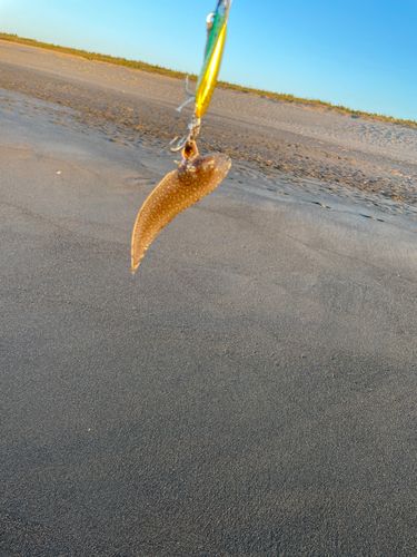 シタビラメの釣果