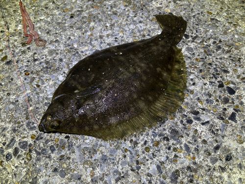 カレイの釣果